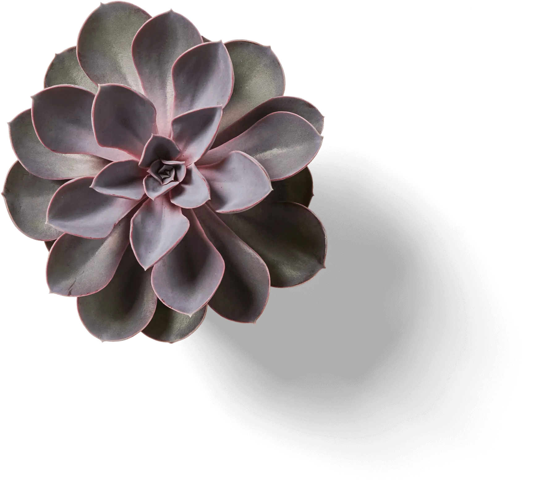 Bonsai a tree, but not a tree! Vantage Spaces